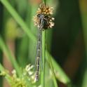 Coenagrion hastulatum (Northern Damselfly) female.JPG